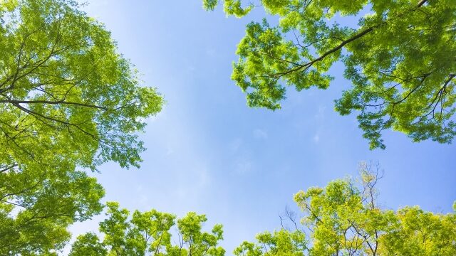 緑の木と青い空